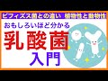 【乳酸菌入門】乳酸菌の効果［予防のための栄養学入門］乳酸菌　ビフィズス菌　効果