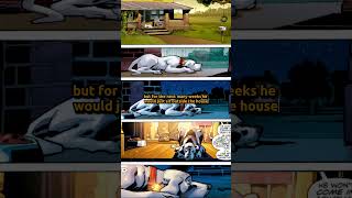 Krypto The Superdogs Tragedy