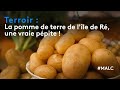 Terroir  la pomme de terre de lle de r une vraie ppite 