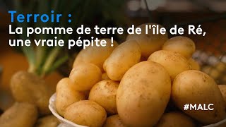 Terroir : la pomme de terre de l'île de Ré, une vraie pépite !