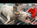 Inside Brown Bull Horn Leather Factory – Full Process of Luxury Leather Goods (Raw Hide to Handbag)