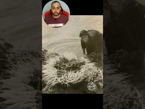 صورة من الريف المصري سنة 1960م