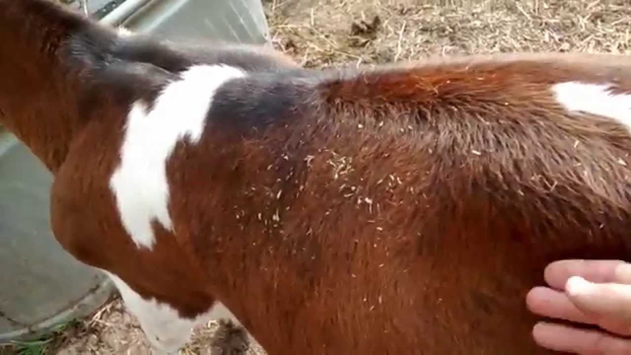 Calf bloated Pt 2 YouTube