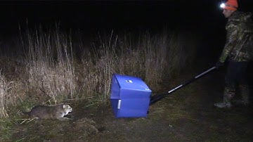 Releasing Bobcat Caught in Trap (Sketchy)