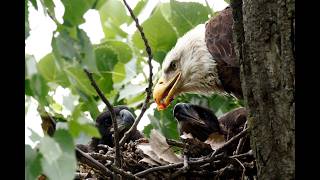 Three bald eaglets hatched at Dallas' White Rock Lake. Here's a glimpse
