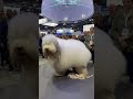 The Future of Dog Grooming is Here! 🤖✨ (Live from the Expo) #funny #dog #cute