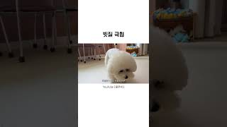 빗질 싫은데 간식때문에 억지로 하는 강아지..🪮 #강아지 #강아지빗질 #강아지쇼츠 #강아지브이로그 #vlog #30대부부브이로그