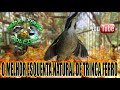 O MELHOR ESQUENTA NATURAL DE TRINCA FERRO