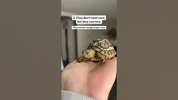 Thumbnail of Tortoise fun facts #cuteanimals #tortoise #babyanimals #petshorts   #pets