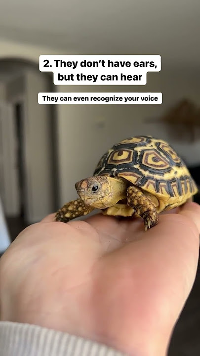 Tortoise fun facts #cuteanimals #tortoise #babyanimals #petshorts   #pets
