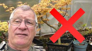 Celebrity Before You Quit Bonsai… Ask Yourself These 3 Questions! Profile