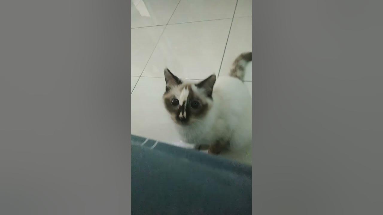 Some cat attack my camera phone YouTube