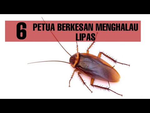 Video: Memerangi Lipas: Perangkap Dan Semburan (aerosol), Gel. Arahan Untuk Penggunaan Ubat-ubatan Terhadap Lipas. Ulasan Mengenai Racun