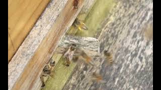Buckfast bees slow motion