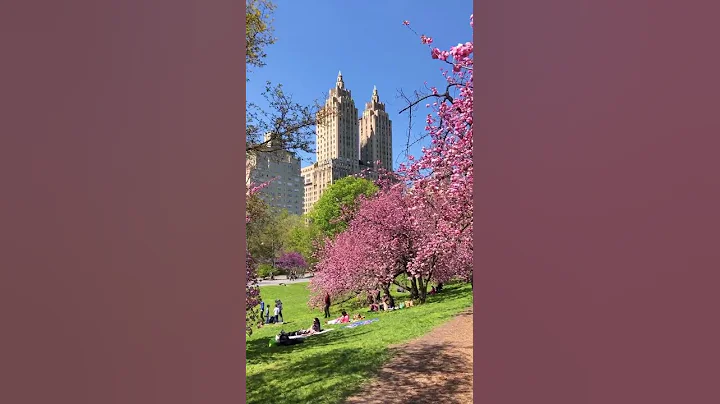 Beautiful day and Cherry Blossoms in Central Park at the Jacqueline Kennedy Onassis Reservoir.