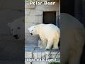 ホッキョクグマ「ライト」の几帳面すぎるぶどうタイム #polarbear #shorts