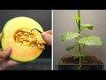 Growing melon from seed  50 days time lapse