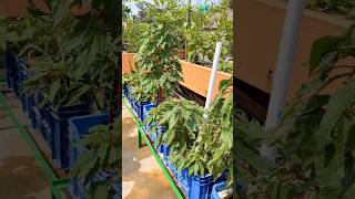 Rooftop Garden Update 🌱 | Danta Plants Growing#shorts #ytshorts #banglavlog