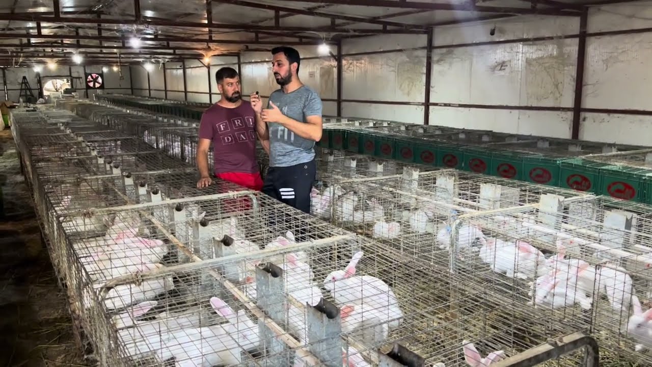 2 YILLIK TAVŞAN ÜRETİCİMİZDEN ALTIN TAVSİYELER ! | NEREDE KALMIŞTIK !