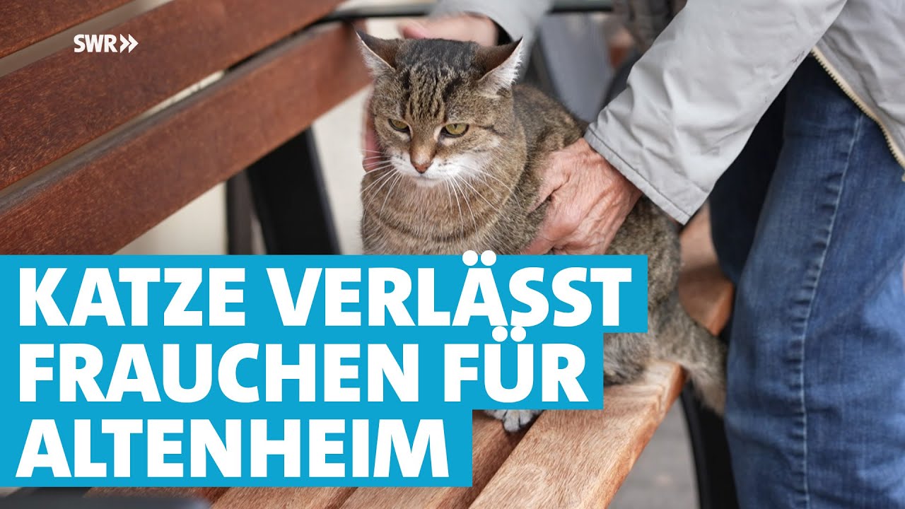 Tierheim rettet verwahrloste Katzen aus Horrorwohnung