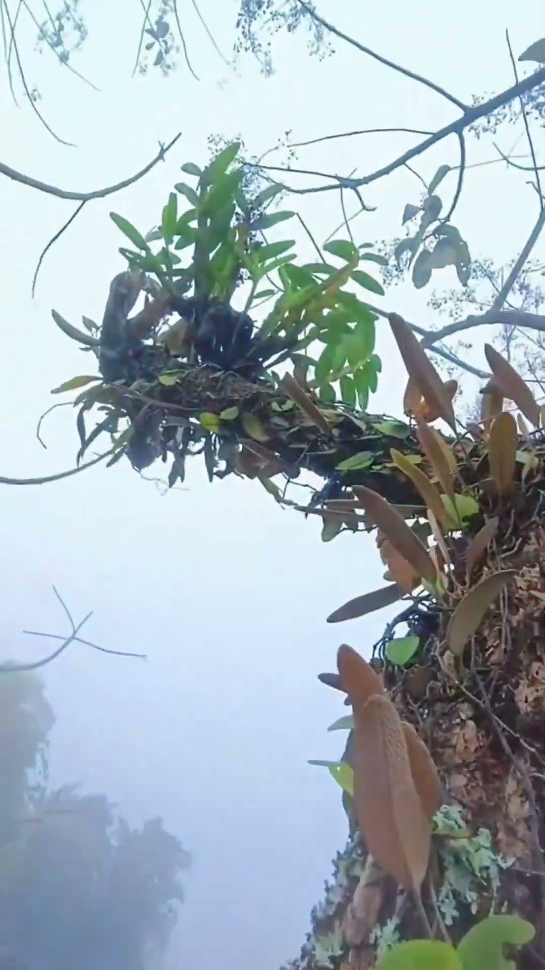 Tree dendrobium survey process