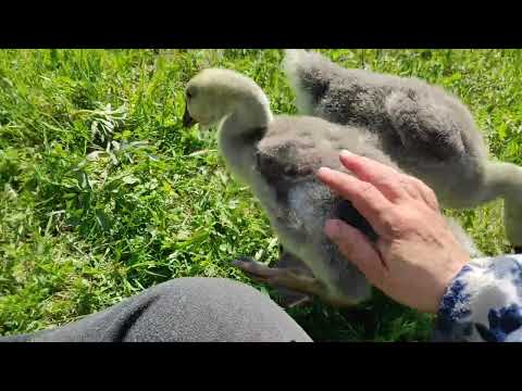 Видео: Гуси породы большая львиная голова