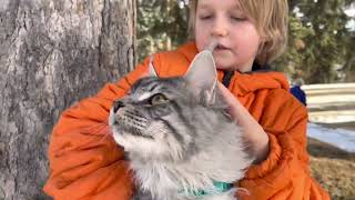 Youngest Maine coon breeder in Canada by Maine Coons and Vlad  1,579 views 2 years ago 1 minute, 9 seconds