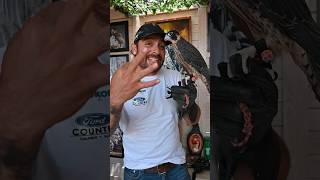 3 datos del halcón peregrino 🪶🤙 gracias @NikonMexicoOficial por estos productos #Z5