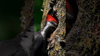 ? ¡EL MARTILLO VIVIENTE DEL BOSQUE! ?