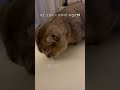 먹보고양이 = 너무귀엽다🍓 #브리티시쇼트헤어 #cat #고양이 #cute #먹보고양이 #고양이브이로그