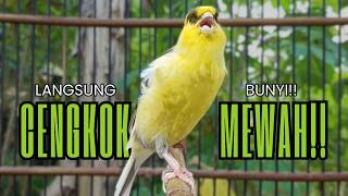 Pancingan Kenari Gacor Ngerol Emosii Durasi Panjang Ampuh Atasi Kenari Macet Langsung Bunyi  U0026 Gacor