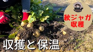 秋ジャガイモの収穫と一部保温【デジマ】【ニシユタカ】【収穫】【家庭菜園】