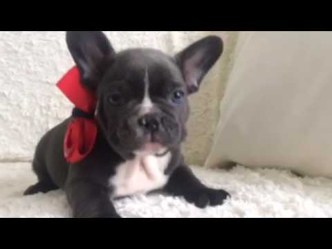 Bulldog Francese Blue Occhi Azzurri I Cuccioli Di Carlotta Youtube