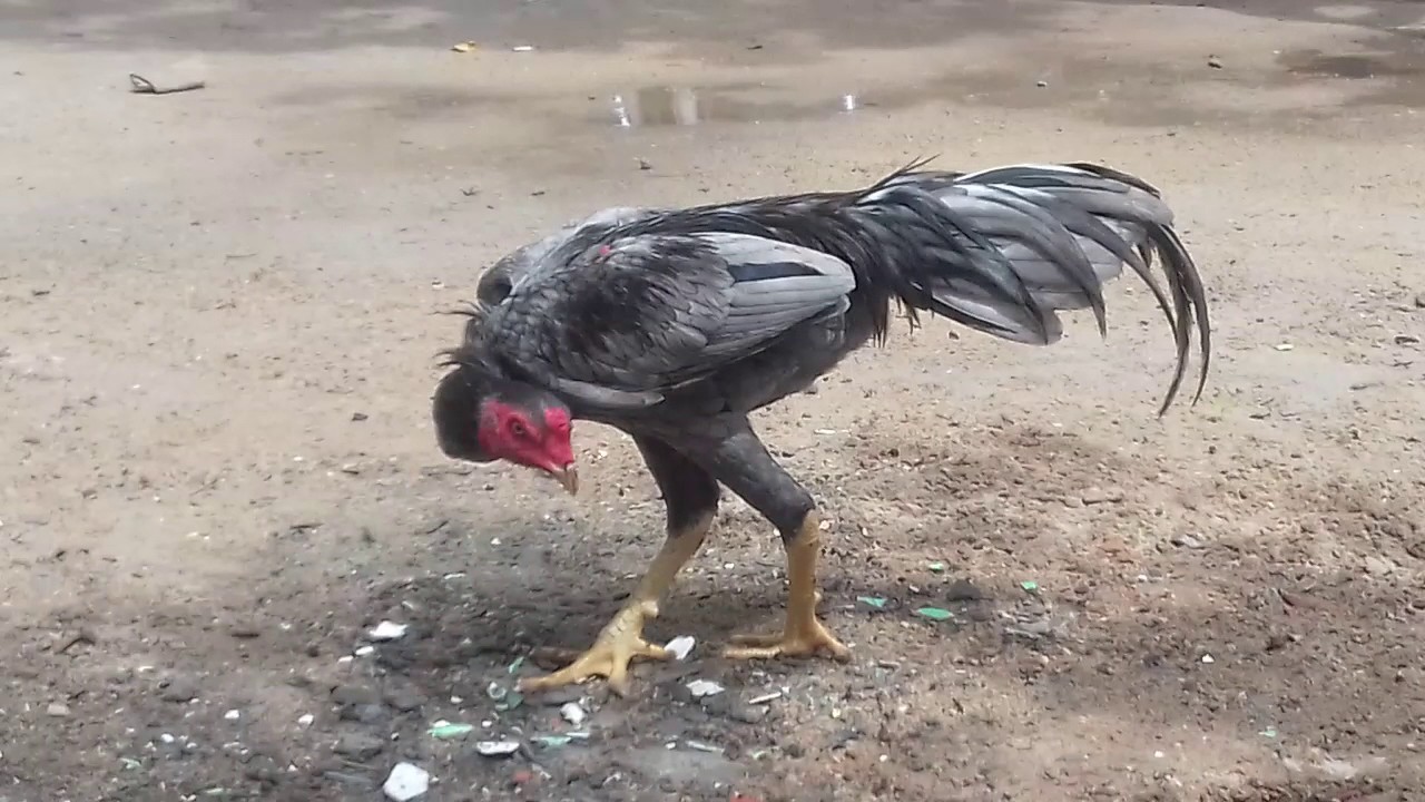 Frango Para Bebe De 6 Meses Frango lindo 6 meses - YouTube
