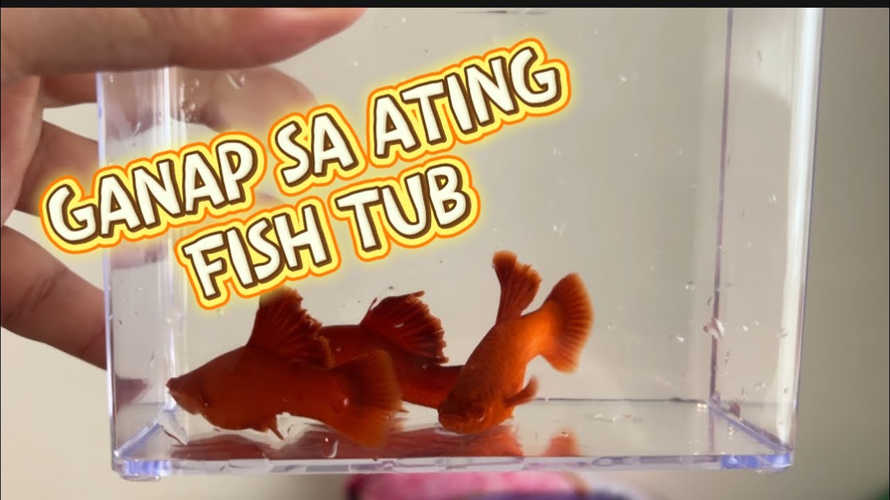 Kunting update sa ating Fish Molly in@Tub