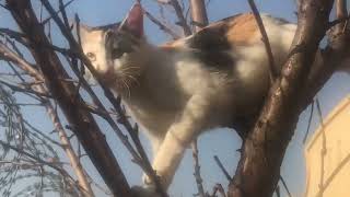 The little cat will climb the tree for two days