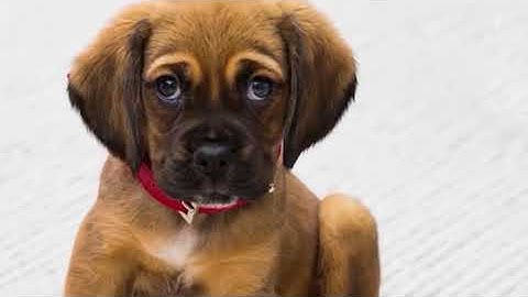 Introduction to multimedia | Vector Graphics and Bitmap | Hagar Mohamed