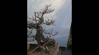 Sessile Oak Bonsai Quercus petraea