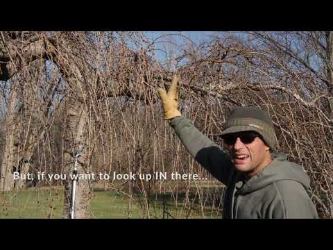 Video: Beskæring af et grædende kirsebærtræ: Sådan trimmes grædende kirsebærtræer