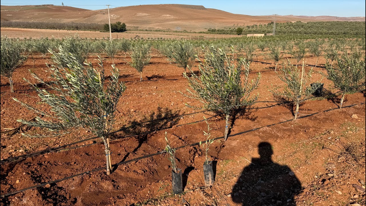 بث مباشر : صنفي تساوت وداليا
