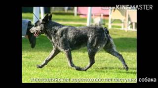 Австралийская короткохвостая пастушья собака. Часть 1 Австралийская короткохвостая пастушья собака. Часть 1