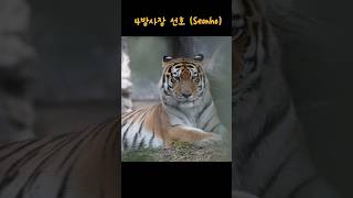 (4K) 어제의 맹수사 (2026.07.19) 요약.. 오전에 근무 몰빵하고 퇴근때까지 실종된 펜자와 아기 호랑이 설호, 이틀쉬고 나온 선호는 출근직후 폭주 #shorts