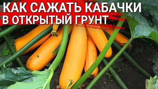 КАК САЖАТЬ КАБАЧКИ в открытый грунт