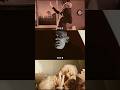 The Evolution of NOSFERATU: 1922, 1979, and 2024. #Shorts