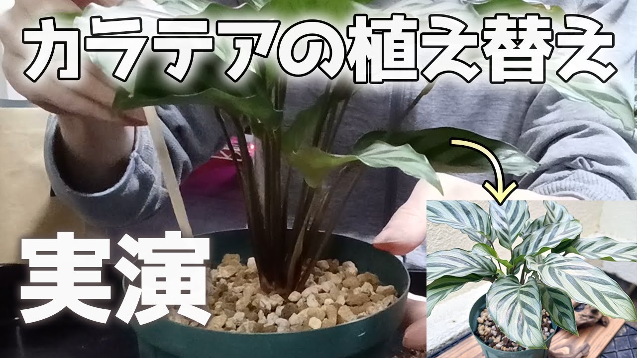 カラテアの植え替え｜時期や注意点についても解説#観葉植物#カラテア#植え替え