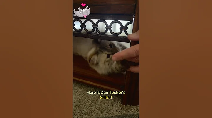 Watch the video about This is Isla, she is Dan Tuckers sister. She is a pretty Siberian kitty. #cat #prettycat #fypcats