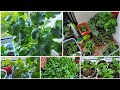 Shokher bagan uk 2023  bottle gourdhyacinth beannagaaubergine and other vegetable plants update