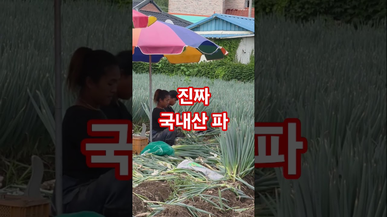 진짜 국내산 파 누구 밥상에