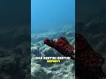 The black sea hare is a small sea slug