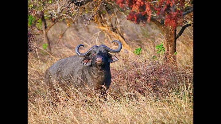 Nile Buffalo and plains game hunt in Uganda
